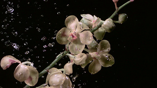 SLO MO, CU, Studio拍摄的水滴落在粉红色兰花上视频素材