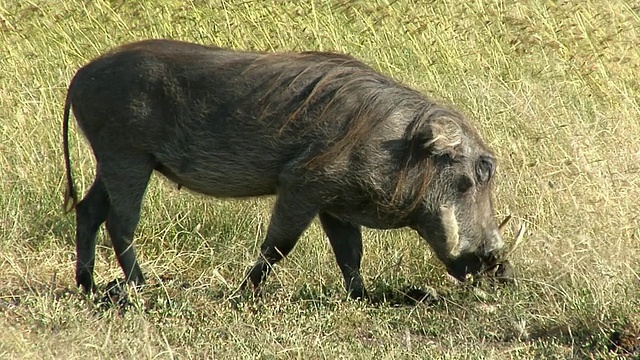 肯尼亚东非大裂谷马赛马拉野生动物保护区野外的疣猪视频素材