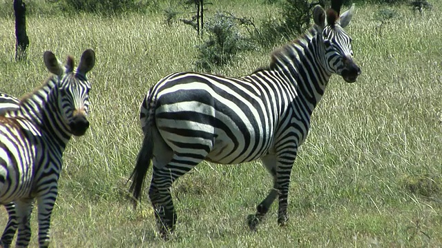 在野外的一组斑马(斑驴)，马赛马拉野生动物保护区，裂谷，肯尼亚视频素材