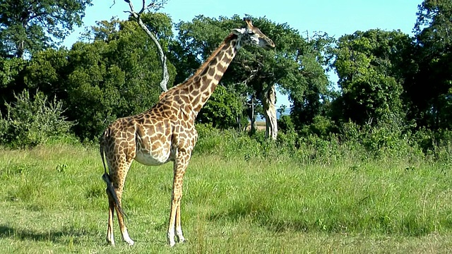 野生长颈鹿，马赛马拉保护区，东非大裂谷，肯尼亚视频下载