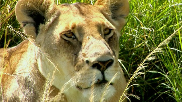 MS, ZI, CU，母狮子(Panthera Leo)躺在高高的草丛中，马赛马拉野生动物保护区，东非大裂谷，肯尼亚视频素材