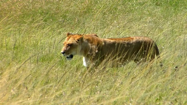 受伤的狮子(狮子)一瘸一拐地穿过草地，马赛马拉野生动物保护区，裂谷，肯尼亚视频素材