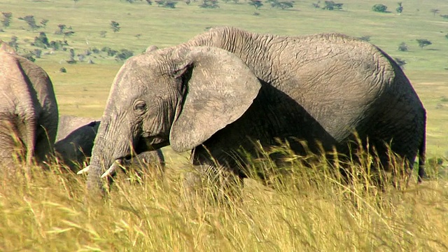 肯尼亚东非大裂谷马赛马拉野生动物保护区，非洲热带草原象(Loxodonta africana cyclotis)走过高草视频下载