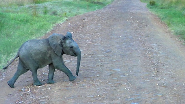 年轻的非洲草原象(Loxodonta africana cyclotis)穿过土路，马赛马拉动物保护区，东非大裂谷，肯尼亚视频素材