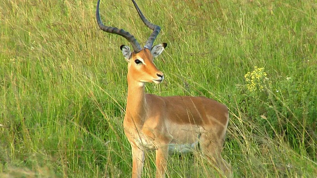 高草中的黑斑羚，马赛马拉野生动物保护区，东非大裂谷，肯尼亚视频素材