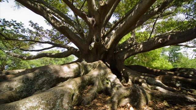 T/L, MS, Ombu tree(商陆)，奥克兰，新西兰视频下载