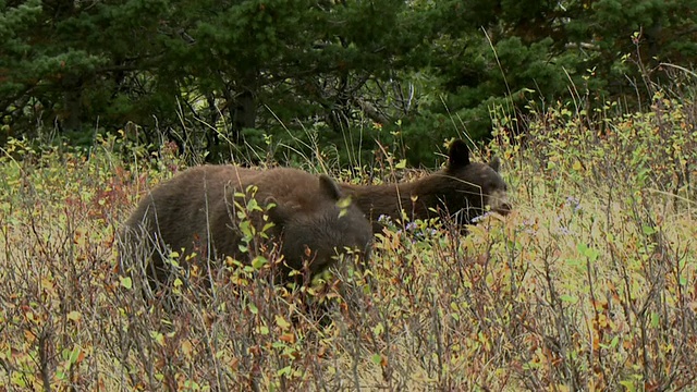两只正在吃浆果的美国黑熊，沃特顿湖国家公园，加拿大阿尔伯塔省视频素材