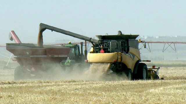 MS后视图的谷物联合收割机麦田，在莱斯布里奇附近，阿尔伯塔，加拿大视频下载