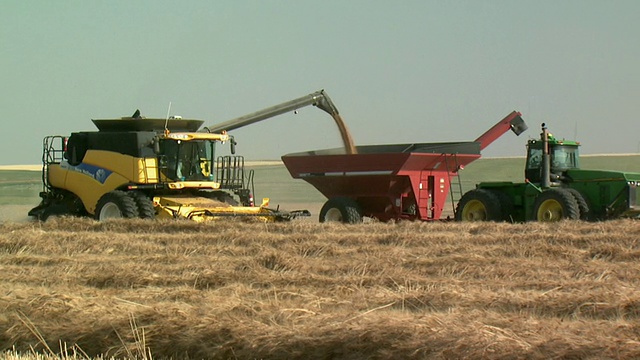 加拿大艾伯塔省莱斯布里奇附近，收割小麦的谷物联合收割机视频下载