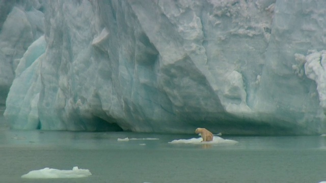 在加拿大努勒维特德文岛的浮冰上，孤独的北极熊视频下载