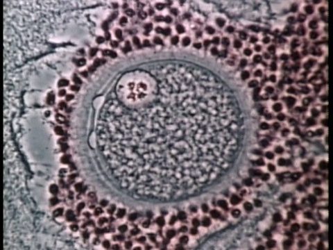 1976年人类受精卵的科学显微照片/美国/音频视频下载