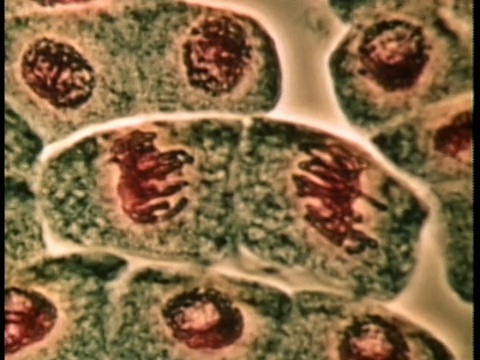 1976年遗传细胞分裂的科学显微照片/美国/音频视频素材