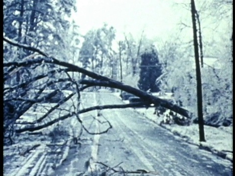 1975年，一场暴风雪过后，一棵树被毁，横躺在街道上视频素材