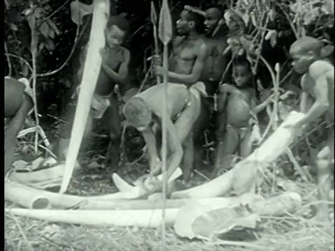 1939年蒙太奇非洲俾格米人与酋长，收集和携带大块象牙从丛林返回村庄进行贸易/非洲/音频视频下载