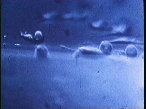 1980科学显微摄影细胞有丝分裂/美国/音频视频素材