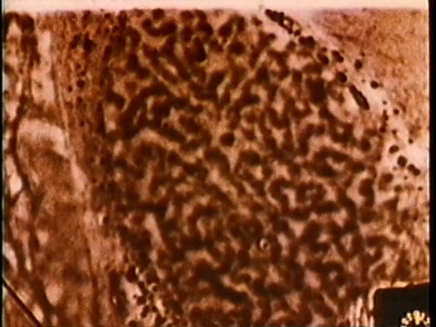 1980科学显微摄影细胞有丝分裂/美国/音频视频素材