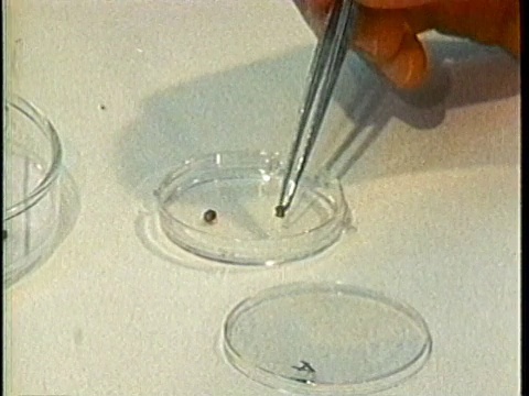 1980年CU科学家用镊子和培养皿的手/美国/音频视频下载