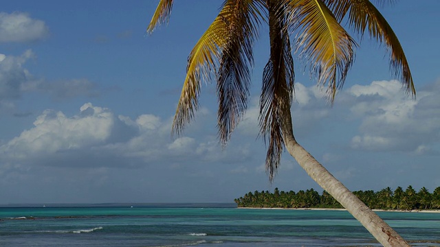 多米尼加共和国绍纳岛加勒比海上的棕榈树视频素材