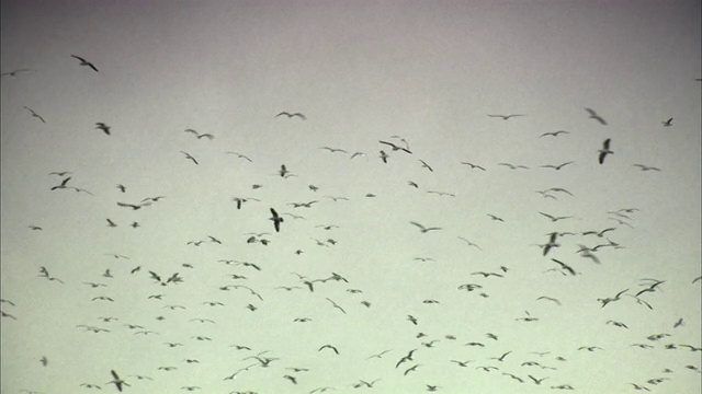WS, LA，一群鸟儿在天空中飞翔，加利福尼亚，美国视频下载