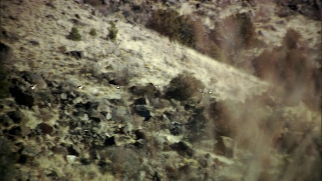 WS, PAN，一群加拿大鹅(Branta canadensis)在山区景观飞行，新墨西哥州，美国视频下载