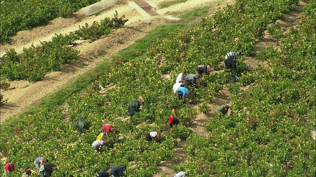 鸟瞰图在葡萄园工作的人，Beaujeu，罗讷-阿尔卑斯，法国视频下载