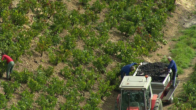 鸟瞰图在葡萄园工作的人，Beaujeu，罗讷-阿尔卑斯，法国视频下载