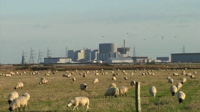 一群绵羊在田野里吃草，背景是发电站，罗姆尼马什，苏塞克斯，英格兰视频素材