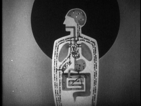 1949年黑白动画，展示消化和循环系统中的酒精，美国，音频视频下载