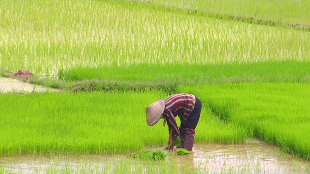 在越南顺化的稻田里工作的农民视频素材