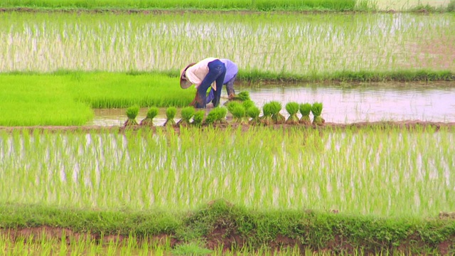 两名农民在越南顺化的稻田里工作视频素材