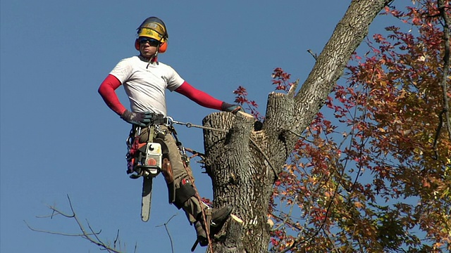 MS LA树木修剪机在树上，安阿伯，密歇根州，美国视频素材