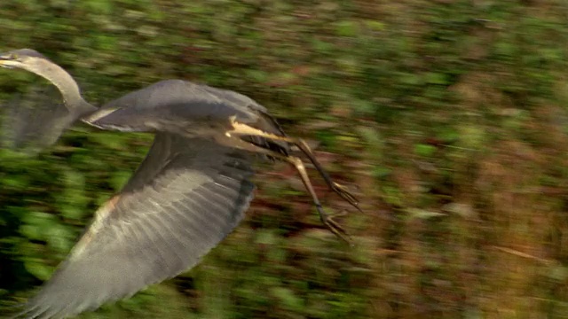 宽镜头跟踪拍摄了在草原上空飞翔的大蓝鹭视频下载
