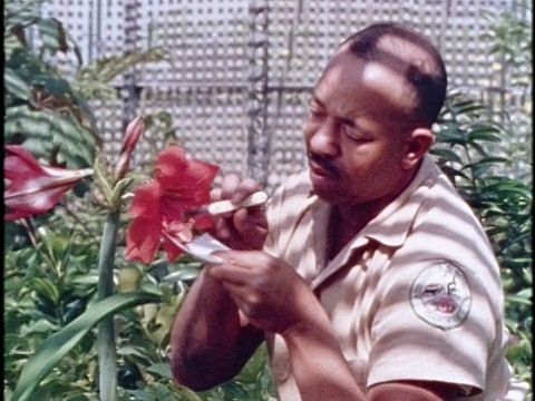 1970年代，植物学家与花/洛杉矶，加利福尼亚视频素材