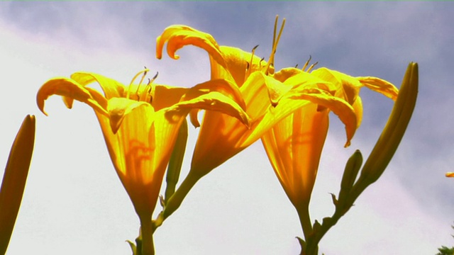 位于阿根廷布宜诺斯艾利斯罗斯达尔公园的黄色百合花视频下载