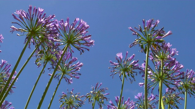 紫色的花生长在罗斯达尔公园，布宜诺斯艾利斯，阿根廷视频下载