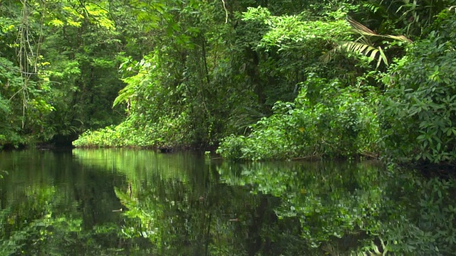在哥斯达黎加托图盖罗国家公园热带森林的运河上移动视频下载