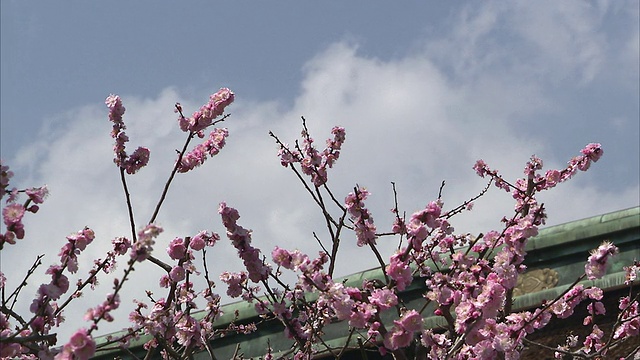 日本京都北野寺前的樱花盛开视频素材