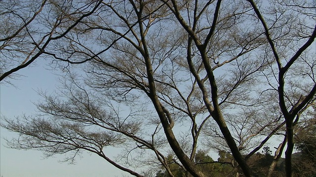 日本京都，光秃秃的树和清水寺视频素材