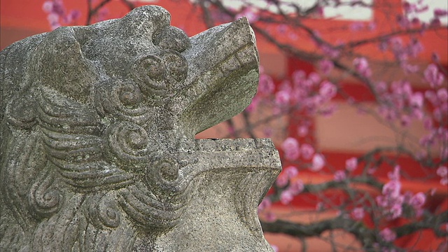 日本京都清水寺的樱花和石狮细节视频素材