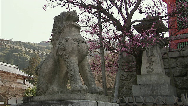 日本京都清水寺的石狮和樱花视频素材
