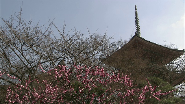 樱花和清水寺背景，京都，日本视频素材