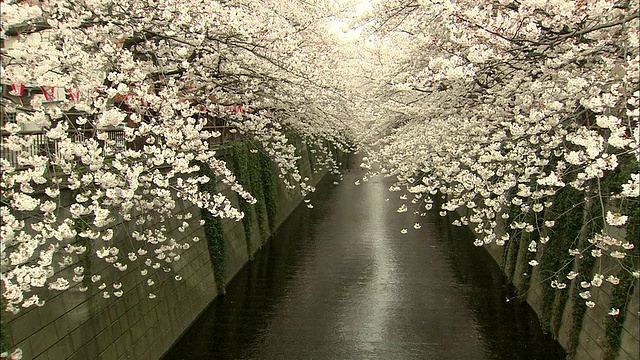 日本东京目黑河上盛开的樱花视频下载
