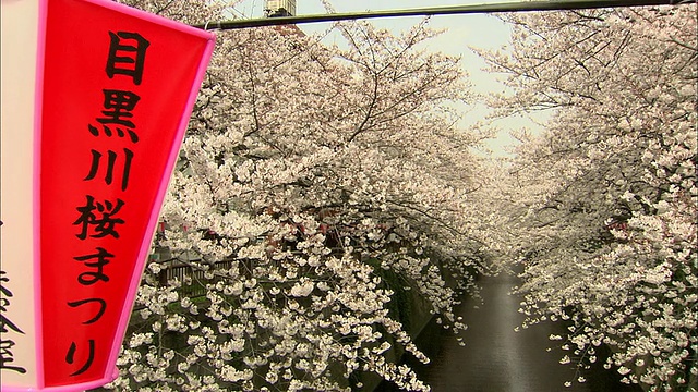 日本东京，樱花盛开在目黑河，红色的节日旗帜在前景视频下载