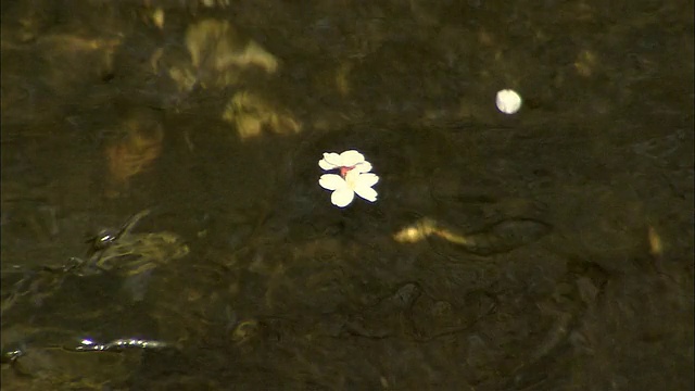 日本东京目黑河上漂浮的樱花视频下载