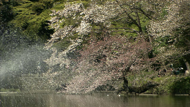 日本东京，kithijo -ji, Inokashira公园，河边盛开的樱花和喷泉视频下载