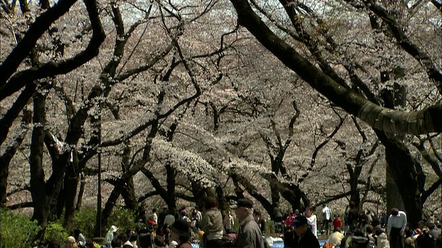 樱花盛开，人们放松，Kichijo-ji，东京，日本视频下载