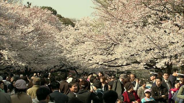 人群在上野公园樱花盛开，东京，日本视频下载