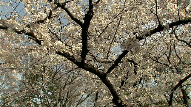 樱花盛开，上野，东京，日本视频下载