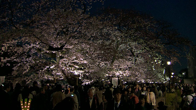 日本东京千鸟胡同里，晚上挤满了樱花树视频下载