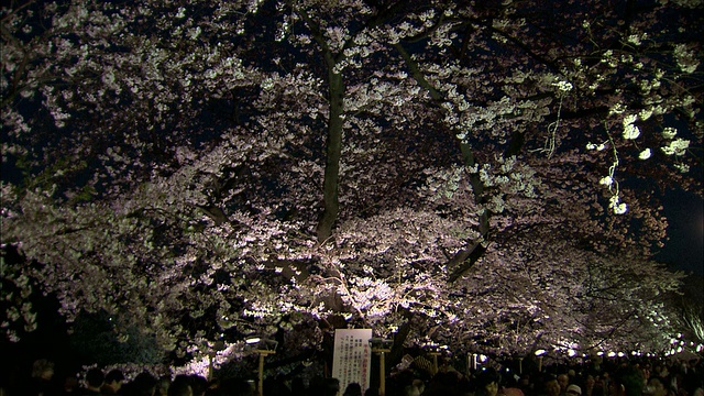 晚上，日本东京千鸟胡同里挤满了樱花树视频下载